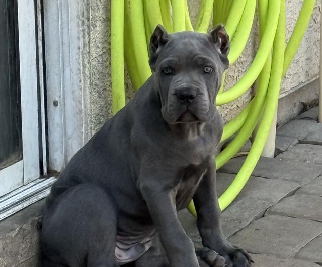 Atlas