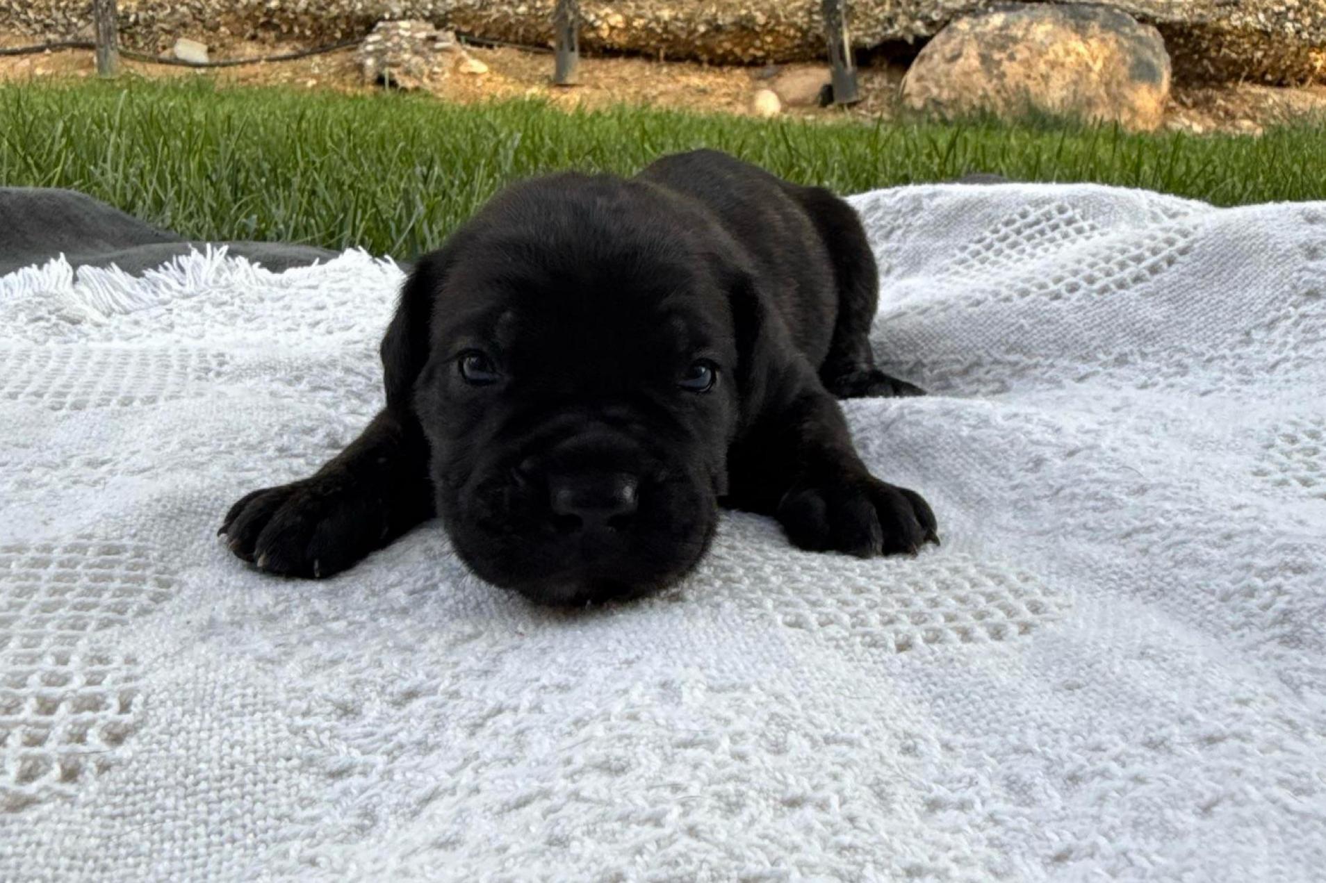 Onyx