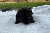 Vader - Image 2