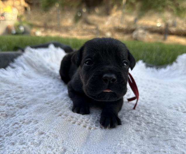 Diesel