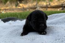 Vader - Image 4
