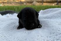 Vader